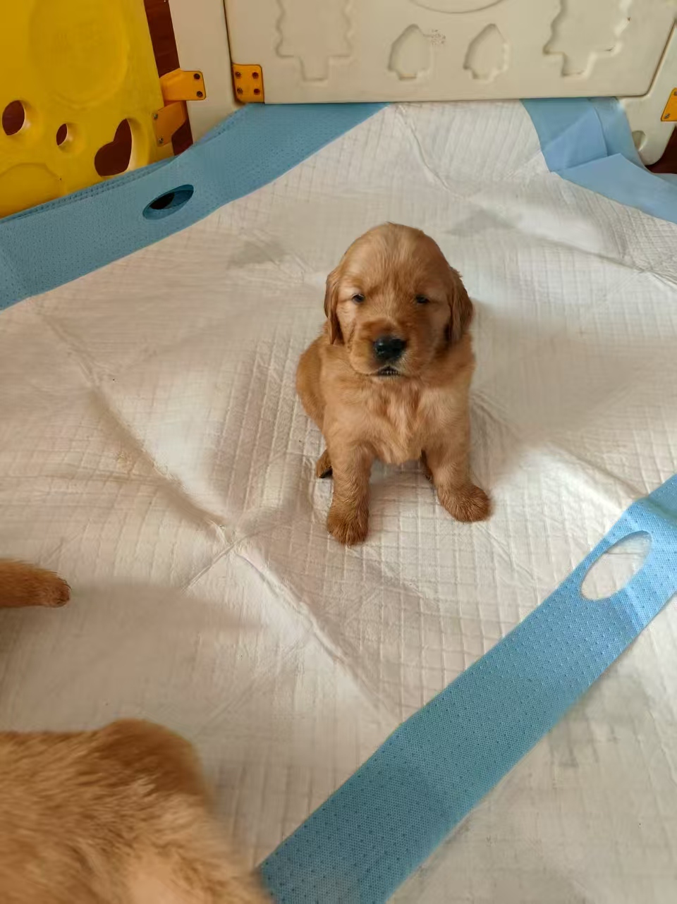 自己养纯种金毛巡回犬，乖巧可爱